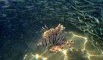 Vi ser ofte 'lionfish' nær ved den gangbro, hvor vi går i vandet. Måske er det fordi der som regel er masser af fiskeyngel ved gangbroen. Vi ser ofte 'lionfish' nær ved den gangbro, hvor vi går i vandet. Måske er det fordi der som regel er masser af fiskeyngel ved gangbroen.