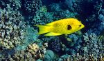 Jeg ser en ny gul fisk, som jeg mener er en 'slingjaw wrasse'.