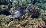 Der findes mange slags 'surgeonfish', men den mest almindelige i det Røde Hav er denne 'sohal surgeonfish'. Der findes mange slags 'surgeonfish', men den mest almindelige i det Røde Hav er denne 'sohal surgeonfish'.