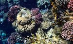 En 'blacktail butterflyfish' omgivet af flotte koraller. En 'blacktail butterflyfish' omgivet af flotte koraller.