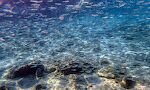 En kæmpe stime af små glinsende fisk, formentligt fiskeyngel.