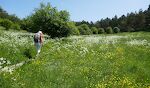Vi fortsætter gennem et område med mange blomster.