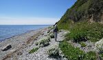 På denne del af stranden gror der en masse planter med hvide blomster, som vistnok er strandkål.