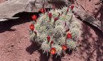 På det sidste stykke går stien hen ad en rygning, hvor vi bl.a. ser denne flotte 'claret cup cactus'. På det sidste stykke går stien hen ad en rygning, hvor vi bl.a. ser denne flotte 'claret cup cactus'.