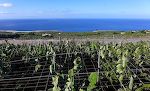 En morgenudsigt fra den øverste terrasse over de omkringliggende bananplantager langs kysten mod vest. En morgenudsigt fra den øverste terrasse over de omkringliggende bananplantager langs kysten mod vest.