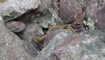 På vejen tilbage ser vi en lille slange, formentligt en slags 'garter snake'.