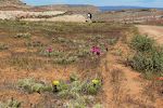 Der er masser af blomstrende kaktus langs denne sti, som faktisk er en sti for mountain bikes. Vi møder dog ingen cykler. Der er masser af blomstrende kaktus langs denne sti, som faktisk er en sti for mountain bikes. Vi møder dog ingen cykler.