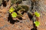 En 'prickly pear' kaktus. En 'prickly pear' kaktus.