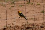 Vi ser flere af disse fugle langs vejen. Det er en 'western tanager'. Vi ser flere af disse fugle langs vejen. Det er en 'western tanager'.