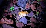 Om natten har vi et højt orkester af disse frøer, som hedder Coqui frøer (se video).