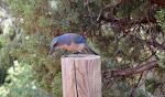 Fuglen er en 'jay', muligvis den underart som kaldes for en 'western scrub jay'.
