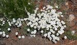 En klynge 'blackfoot daisy'.
