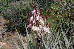 Sådan ser blomsterknopperne ud på yucca planterne.