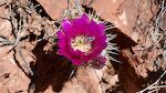Der er en del kaktusser i blomst langs stien. Her ses en bi i en blomst på en 'hedgehog cactus' ('pindsvinekaktus').