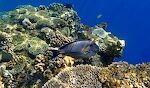Det vindstille vejr betyder, at vandet er mere klart, så det er en god dag til at tage nogle undervandsbilleder. Den store fisk er en 'Sohal surgeonfish', som er meget almindelig i Det Røde Hav. Det vindstille vejr betyder, at vandet er mere klart, så det er en god dag til at tage nogle undervandsbilleder. Den store fisk er en 'Sohal surgeonfish', som er meget almindelig i Det Røde Hav.