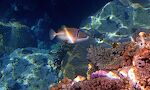 En 'Picasso triggerfish' eller simpelthen en 'Picassofish'. De er almindelige i Det Røde Hav, men findes også i Stillehavet. En 'Picasso triggerfish' eller simpelthen en 'Picassofish'. De er almindelige i Det Røde Hav, men findes også i Stillehavet.