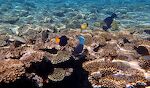 Et udvalg af fisk på kanten af revet, med en papegøjefisk nederst i midten, en 'yellowtail tang' til venstre for den og en 'blacktail butterflyfish' oven over den. Et udvalg af fisk på kanten af revet, med en papegøjefisk nederst i midten, en 'yellowtail tang' til venstre for den og en 'blacktail butterflyfish' oven over den.