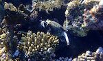 Denne 'masked puffer fish' findes kun i det Røde Hav. Man mener, den er en variation af en 'blackspotted puffer' alias 'dog-faced puffer'. Den indeholder tetrodotoxin, en dødelig gift. Denne 'masked puffer fish' findes kun i det Røde Hav. Man mener, den er en variation af en 'blackspotted puffer' alias 'dog-faced puffer'. Den indeholder tetrodotoxin, en dødelig gift.