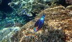 Der findes mange slags papegøjefisk. Denne her er en af de mest farverige. Den kaldes 'daisy parrotfish' eller 'bullethead parrotfish'. Ovenfor ses en 'sergeant major'. Der findes mange slags papegøjefisk. Denne her er en af de mest farverige. Den kaldes 'daisy parrotfish' eller 'bullethead parrotfish'. Ovenfor ses en 'sergeant major'.