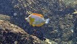 Denne fisk har vi ikke kunnet identificere. En marinebiolog fortæller mig senere, at det er en variation af 'yellow tang'. Denne fisk har vi ikke kunnet identificere. En marinebiolog fortæller mig senere, at det er en variation af 'yellow tang'.