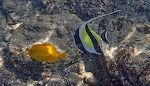 På grund af det urolige vand er det svært at tage gode billeder. Her ses en 'yellow tang' og en 'moorish idol', som begge er meget almindelige på Hawaii. På grund af det urolige vand er det svært at tage gode billeder. Her ses en 'yellow tang' og en 'moorish idol', som begge er meget almindelige på Hawaii.