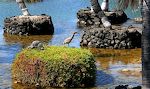 På vej ud til øen ser vi denne fugl, som vi mener er en ung 'black-crowned night heron'. På vej ud til øen ser vi denne fugl, som vi mener er en ung 'black-crowned night heron'.