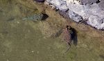 Her ses to 'whitespotted puffers' af vidt forskellig farve. Her ses to 'whitespotted puffers' af vidt forskellig farve.