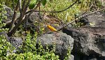 Vi ser også flere af disse fugle, som vi mener hedder 'saffron finches'. De blev først indført til Hawaii i 1965. Vi har også set dem på Curaçao. Vi ser også flere af disse fugle, som vi mener hedder 'saffron finches'. De blev først indført til Hawaii i 1965. Vi har også set dem på Curaçao.