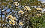 Frangipani træerne er i blomst lige nu. Det er de blomster, de polynesiske kvinder sætter bag øret. Frangipani træerne er i blomst lige nu. Det er de blomster, de polynesiske kvinder sætter bag øret.