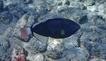 En flot 'pinktail triggerfish', en fisk vi ikke har set tidligere. En flot 'pinktail triggerfish', en fisk vi ikke har set tidligere.