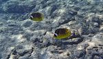 Disse 'raccoon butterflyfish' så vi også i Egypten. Disse 'raccoon butterflyfish' så vi også i Egypten.