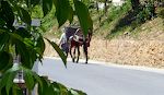 Tilbage i Laroles, hvor man stadig bruger de gamle transportmidler - æsler og muldyr. Tilbage i Laroles, hvor man stadig bruger de gamle transportmidler - æsler og muldyr.