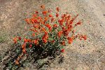 Globemallow, en flot blomst som ses overalt i det sydlige Utah. Globemallow, en flot blomst som ses overalt i det sydlige Utah.
