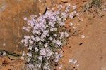 En 'Rocky Mountain aster'. En 'Rocky Mountain aster'.