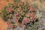 En 'spiny hopsage', som nemt kan forveksles med en 'four-wing saltbush'. En 'spiny hopsage', som nemt kan forveksles med en 'four-wing saltbush'.