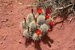 En flot 'hedgehog cactus'. En flot 'hedgehog cactus'.