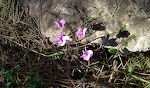 Der er mange blomster af denne slags, som ligner alpevioler, langs stien.