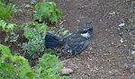 En rype (engelsk: ptarmigan) løber over stien foran os.