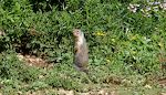 Vi får også besøg af flere jordegern ('ground squirrels', ikke 'chipmunks', som også kaldes jordegern på dansk). De findes overalt og dukker næsten altid op, når vi holder pause.