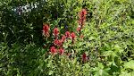 Der er masser af blomster langs stien, og den dominerende blomst er 'Indian paintbrush', som findes i mange variationer af rødt.