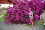 En flot bougainvillea i Puerto Naos.