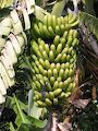 Betonvejen går igennem marker med bananpalmer.