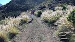 Langs vejen gror denne græsart, som er særlig flot i modlys. Planten hedder på dansk lampepudsergræs og på engelsk 'crimson fountain grass'.