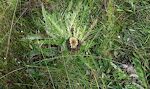 Denne plante er til gengæld nem at få øje på, og vi ser mange af dem i ugens løb. De hedder på engelsk 'silver thistle' (latin: carlina acaulis) og findes i de alpine regioner af mellem og syd Europa (<wikipedia @ //en.wikipedia.org/wiki/Carlina_acaulis>).