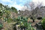 7. februar: Vi kommer forbi et blomstrende mandeltræ på vej fra huset til Llano Negro.