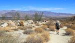 Vi passerer en klynge grønne ocotillos på vej ned mod Borrego Springs. Vi passerer en klynge grønne ocotillos på vej ned mod Borrego Springs.