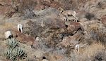 Undervejs til Ranchita får vi pludselig øje på 6-8 'bighorn sheep' i bjergene langs vejsiden. De fleste forsvinder, da vi standser op, men vi kan stadig se tre af dem. Undervejs til Ranchita får vi pludselig øje på 6-8 'bighorn sheep' i bjergene langs vejsiden. De fleste forsvinder, da vi standser op, men vi kan stadig se tre af dem.