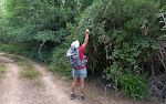 Der er masser af brombær langs vores rute. Der er masser af brombær langs vores rute.