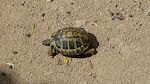 Nærbillede af skildpadden. Nærbillede af skildpadden.