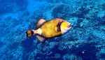 En flot 'titan triggerfish' svømmer forbi. De kan blive op til 75 cm lange. En flot 'titan triggerfish' svømmer forbi. De kan blive op til 75 cm lange.